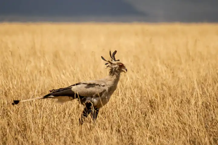 Secretary bird (Sagittarius serpentarius) a very large, mostly terrestrial bird of prey, Serengeti National Park Tanzania