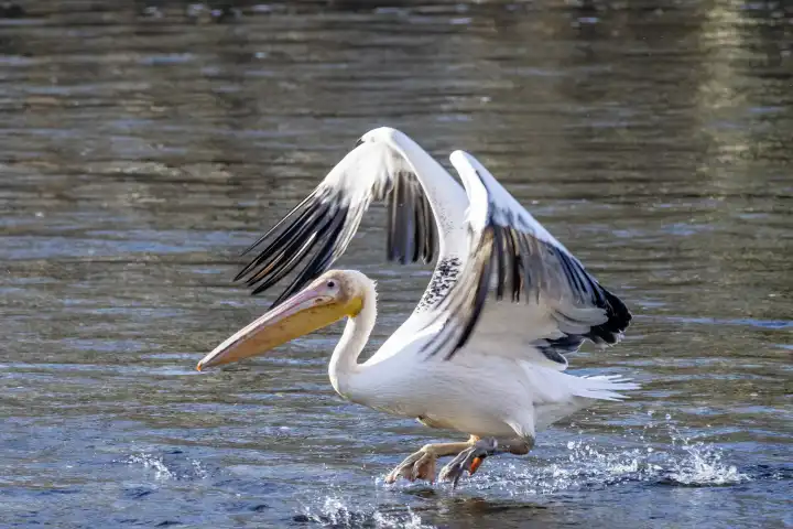 The Isar pelican quot Isarbelle quot between Freising and Marzling