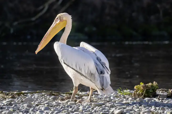 The Isar pelican quot Isarbelle quot between Freising and Marzling