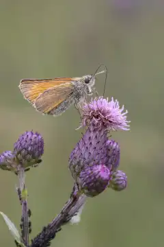 Brown-coloured Thick-headed Fold - Thymelicus sylvestris sucks nectar from the flower of a field-scratch thistle with its trunk - Cirsium arvense