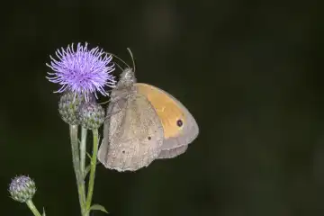 Large ox-eye - Maniola jurtina sucks nectar from the flower of a field-scratch thistle with its trunk - Cirsium arvense