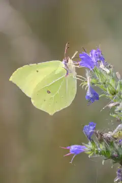 Lemon butterfly - Gonepteryx rhamni sucks nectar from the flower of the common Natternkopf - Echium vulgare