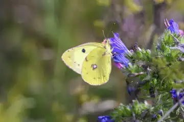 Golden Eight - Colias hyale sucks nectar from a flower of the common Natternkopf - Echium vulgare