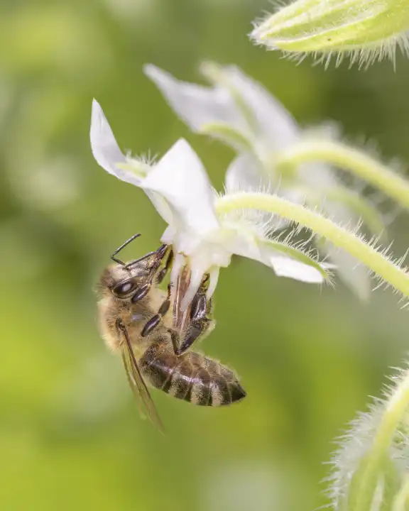 Honigbiene - Biene - Apis mellifera
bestäubt
Borretsch - Borago officinalis