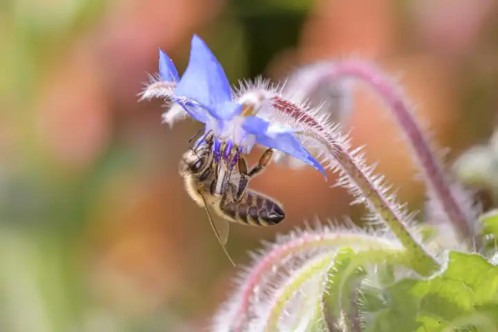 Honigbiene - Biene - Apis mellifera
bestäubt
Borretsch - Borago officinalis