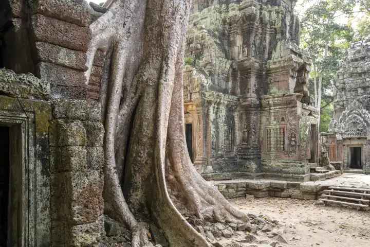 Ruinen der Tempelanlage Ta Prohm, nahe dem Angkor Wat Komplex, Siem Reap, Kambodscha