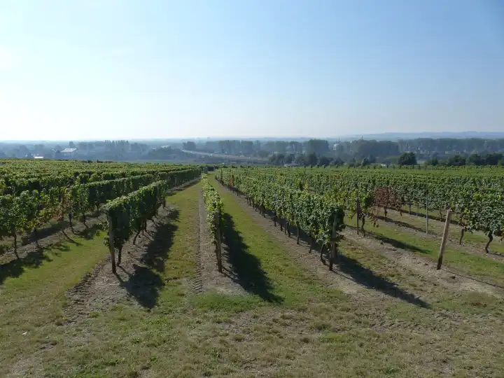 Vineyards at Hochheim