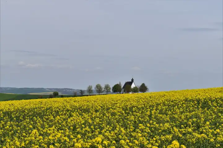 Chapel in yellow blooming rape field in Mertloch (Maifeld)