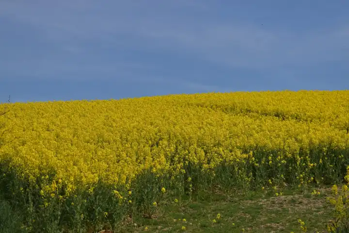 Yellow flowering rape field with blue sky
