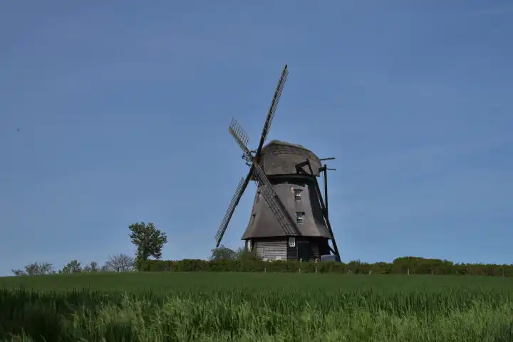Windmühle im Feld bei Wangels (Ostholstein)