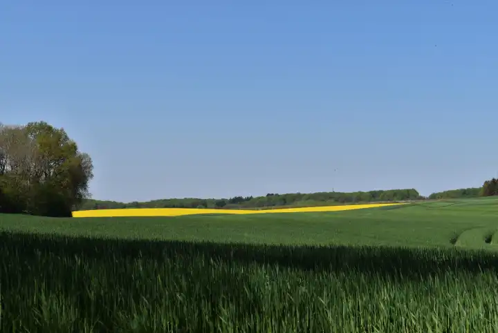 Grünes Getreidefeld mit gelber Rapsblüte im Hintergrund
