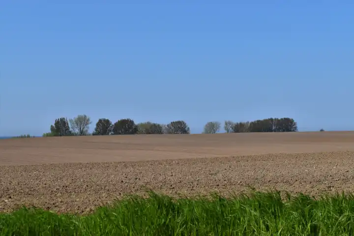 Farmland with trees in background