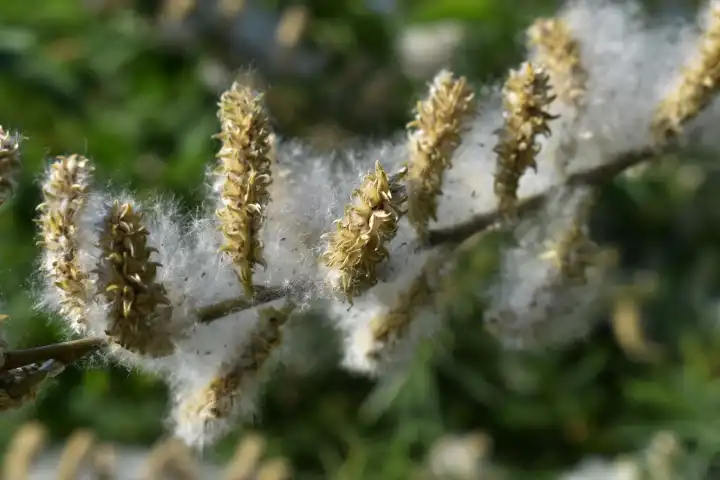 Weisse Pollen am Zweig