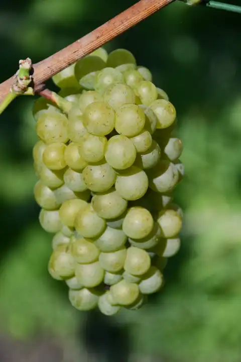 Bright grape hanging on vine