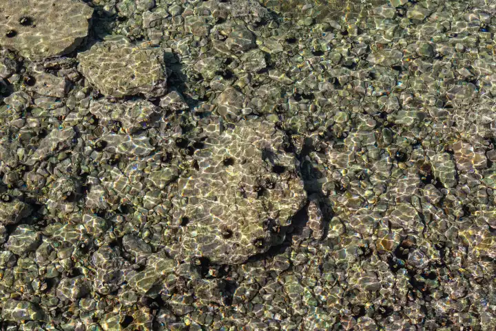 Seeigel in einem klaren Meerwasser in Kroatien