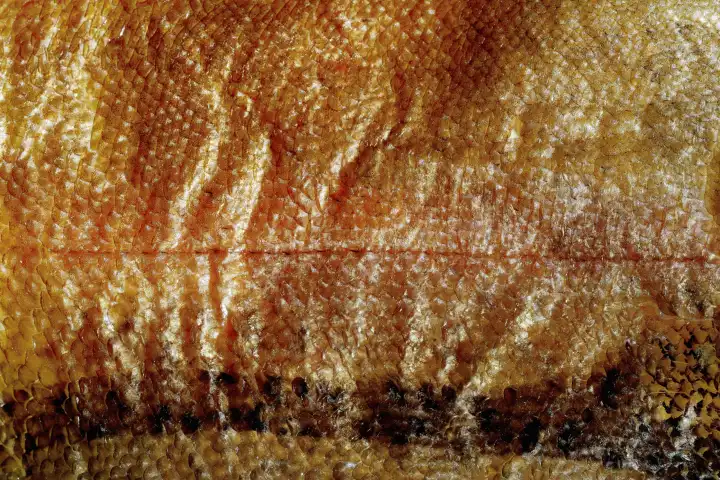 Makrele geräuchert Haut