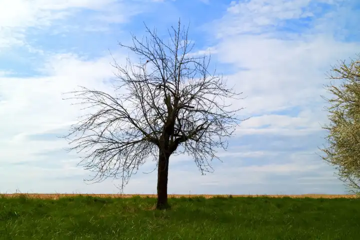 Tree without leaves standing freely in a field