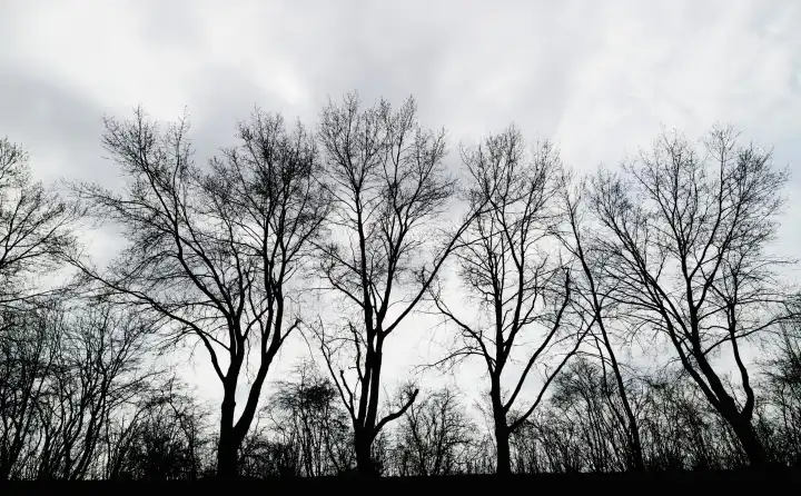 Row of trees in front of a cloudy sky