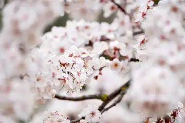 Branch of a cherry tree with cherry blossoms in spring