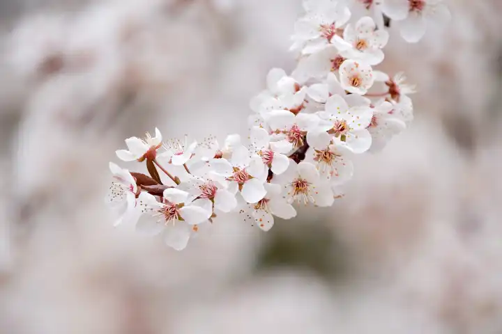 Zweig eines Kirschbaums mit Kirschblüten im Frühling
