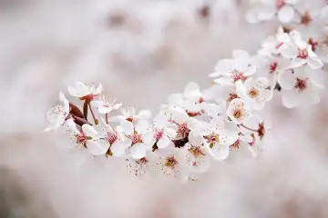 Branch of a cherry tree with cherry blossoms in spring