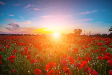 Poppy meadow in the beautiful light of sunset