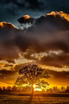 oak tree silhouette alone on meadow in sunset