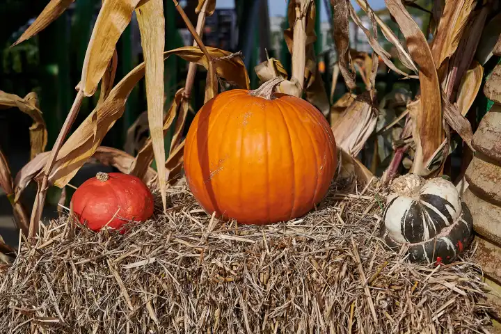 pumpkin rural decoration idea