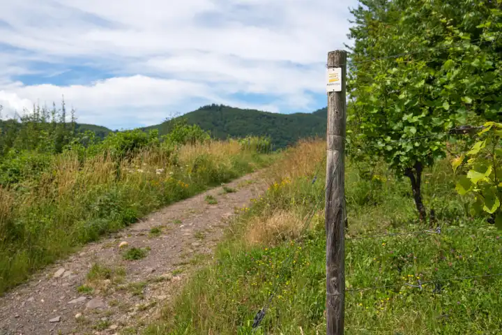 Long distance hiking trail Moselsteig with focus on the typical waymark, Germany