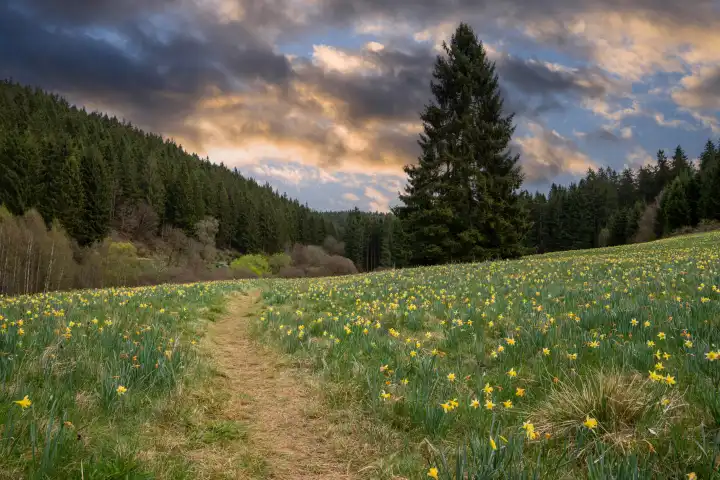 Daffodil flowering time in Northern Eifel area, springtime in Hellenthal, North Rhine Westphalia, Germany