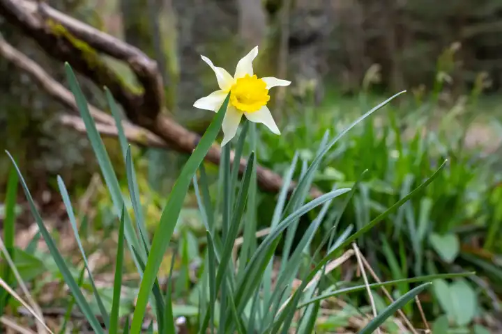 Daffodil flowering time in Northern Eifel area, springtime in Hellenthal, North Rhine Westphalia, Germany