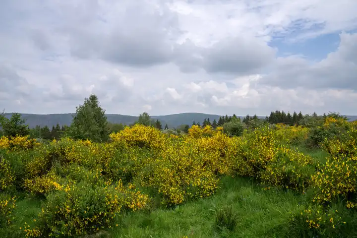 Panoramabild der schönen Landschaft in der Nähe der Urfttalsperre; Eifel; Nordrhein-Westfalen; Deutschland
