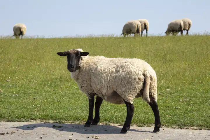 Schafe am Deich, Krummhörn, Ostfriesland, Niedersachsen, Deutschland, Europa