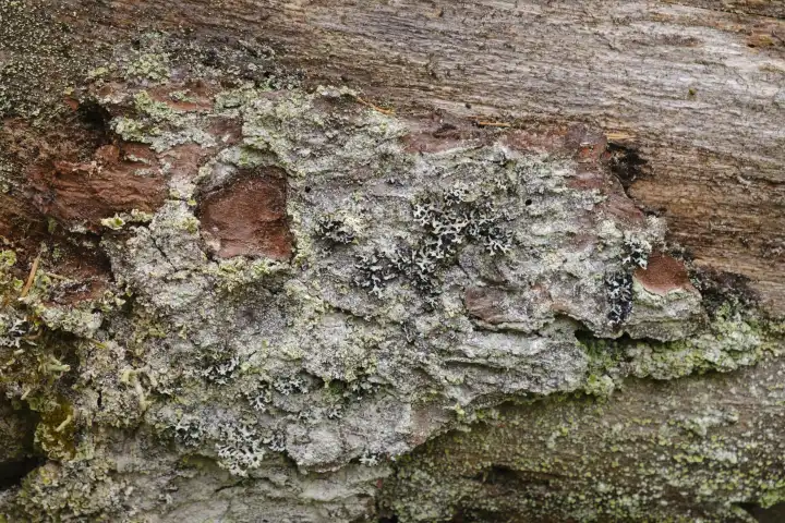 Tree bark, Lower Saxony, Germany, Europe