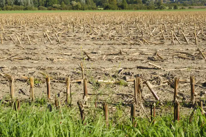 Harvested corn field, stubble field, Lünen, North Rhine-Westphalia, Germany, Europe