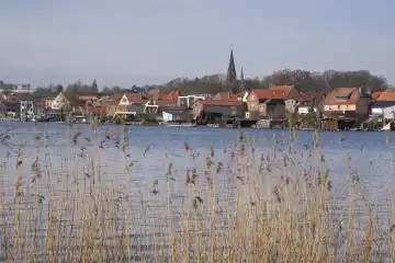 Town view at Lake Malchow, in front reed grass, Malchow, island town, Mecklenburg Lake District, Mecklenburg, Mecklenburg-Western Pomerania, Germany, Europe