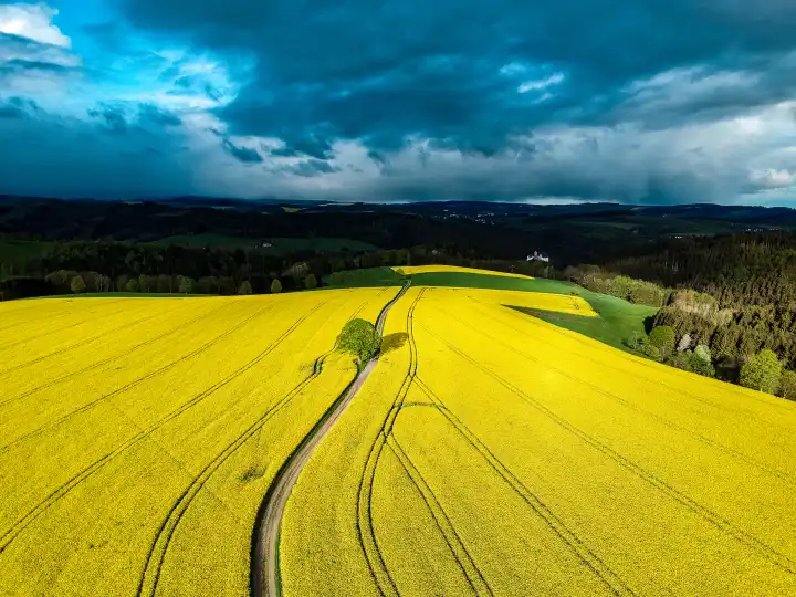 Storm front with rapeseed