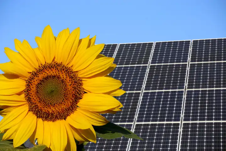 Solardach (Photovoltaikanlage) mit Sonnenblume im Vordergrund