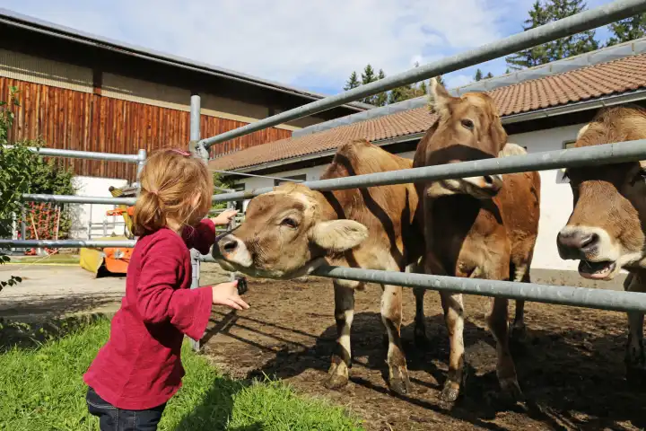 Urlaub auf dem Bauernhof im Allgäu: Vierjähriges Mädchen bei den Kühen (Model released)