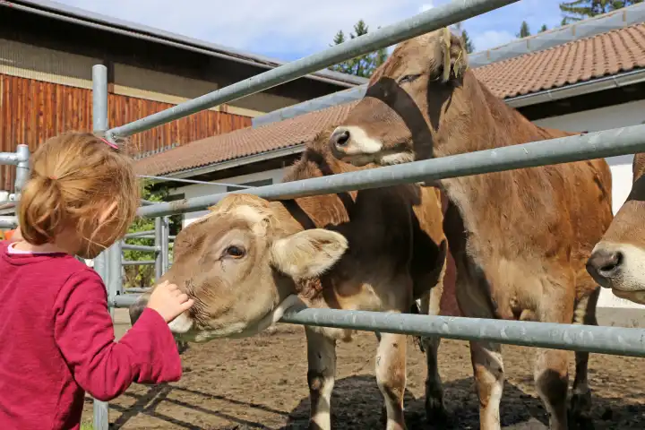 Urlaub auf dem Bauernhof im Allgäu: Vierjähriges Mädchen bei den Kühen (Model released)