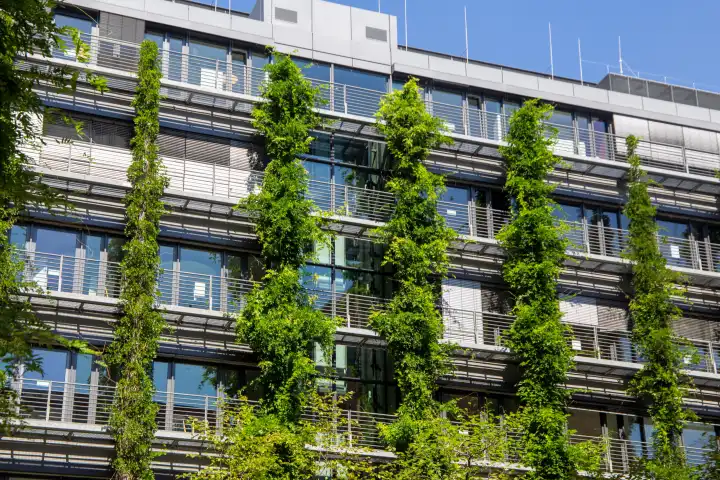 Façade greening on a residential building in the city center of Frankfurt am Main