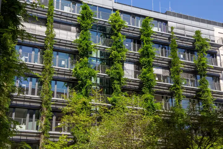 Façade greening on a residential building in the city center of Frankfurt am Main