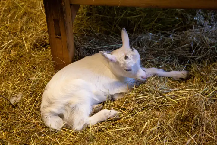 Goat lamb in stable