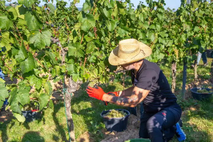 Manual harvest of Chardonnay grapes in the Palatinate in 2023 (Norbert Groß Winery, Meckenheim). The grapes are processed into Crémant