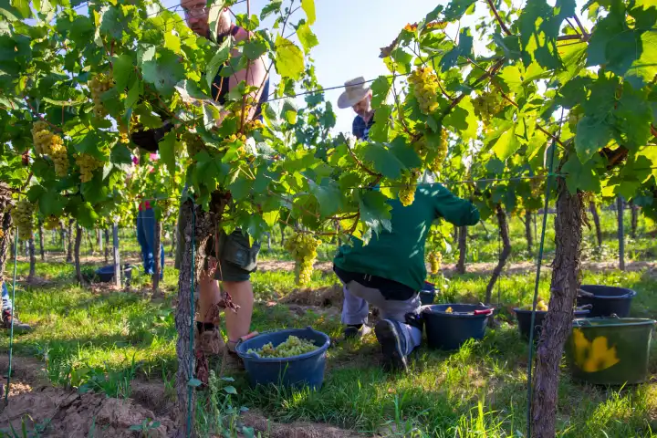 Handlese von Chardonnay Weintrauben in der Pfalz 2023. (Weingut Norbert Groß, Meckenheim). Die Weintrauben werden zu Crémant weiterverarbeitet