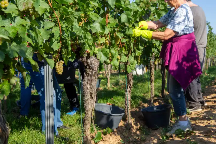 Handlese von Chardonnay Weintrauben in der Pfalz 2023. (Weingut Norbert Groß, Meckenheim). Die Weintrauben werden zu Crémant weiterverarbeitet