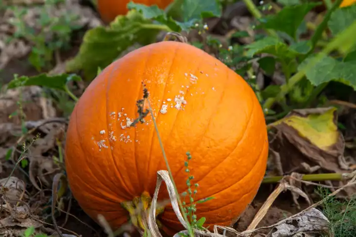 Close-up of a pumpkin on a field near Hochdorf-Assenheim in the Rhine-Palatinate district