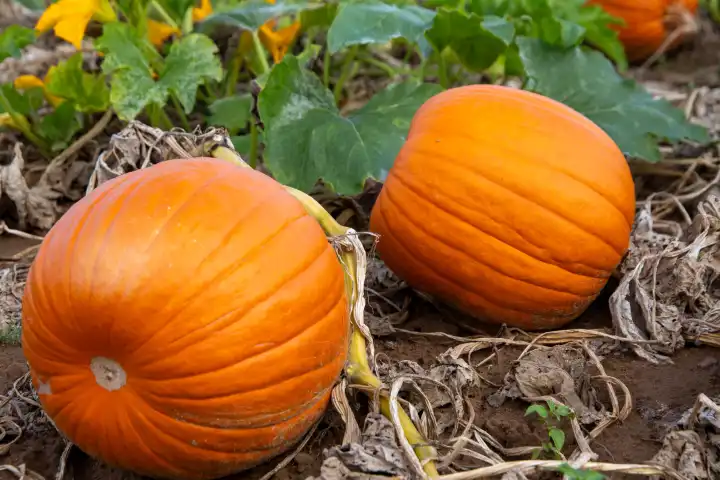 Close-up of pumpkins on a field near Hochdorf-Assenheim in the Rhine-Palatinate district