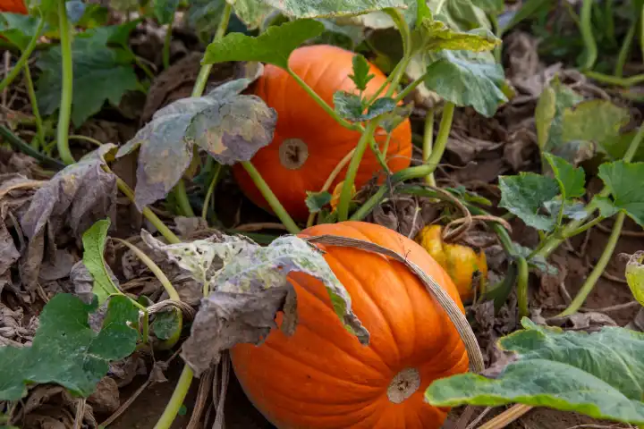 Close-up of pumpkins on a field near Hochdorf-Assenheim in the Rhine-Palatinate district