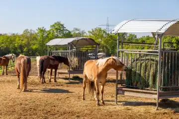 Pferde auf der Pferdekoppel